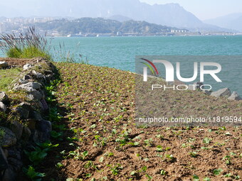 Crops grow on the sandified land after treatment at the Three Gorges Reservoir area in Yichang, Hubei province, China, on November 28, 2024....