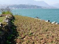 Crops grow on the sandified land after treatment at the Three Gorges Reservoir area in Yichang, Hubei province, China, on November 28, 2024....