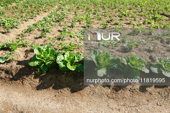 Crops grow on the sandified land after treatment at the Three Gorges Reservoir area in Yichang, Hubei province, China, on November 28, 2024....