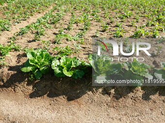 Crops grow on the sandified land after treatment at the Three Gorges Reservoir area in Yichang, Hubei province, China, on November 28, 2024....