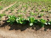 Crops grow on the sandified land after treatment at the Three Gorges Reservoir area in Yichang, Hubei province, China, on November 28, 2024....