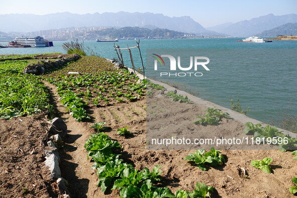 Crops grow on the sandified land after treatment at the Three Gorges Reservoir area in Yichang, Hubei province, China, on November 28, 2024....