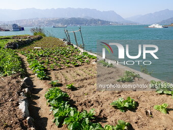 Crops grow on the sandified land after treatment at the Three Gorges Reservoir area in Yichang, Hubei province, China, on November 28, 2024....