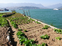 Crops grow on the sandified land after treatment at the Three Gorges Reservoir area in Yichang, Hubei province, China, on November 28, 2024....