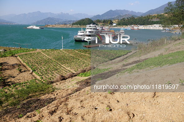 Crops grow on the sandified land after treatment at the Three Gorges Reservoir area in Yichang, Hubei province, China, on November 28, 2024....