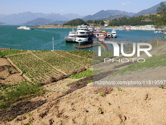 Crops grow on the sandified land after treatment at the Three Gorges Reservoir area in Yichang, Hubei province, China, on November 28, 2024....