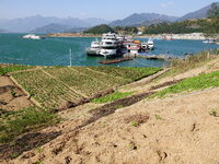 Crops grow on the sandified land after treatment at the Three Gorges Reservoir area in Yichang, Hubei province, China, on November 28, 2024....