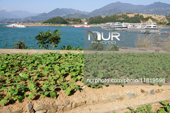 Crops grow on the sandified land after treatment at the Three Gorges Reservoir area in Yichang, Hubei province, China, on November 28, 2024....