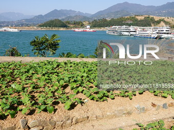 Crops grow on the sandified land after treatment at the Three Gorges Reservoir area in Yichang, Hubei province, China, on November 28, 2024....