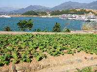 Crops grow on the sandified land after treatment at the Three Gorges Reservoir area in Yichang, Hubei province, China, on November 28, 2024....