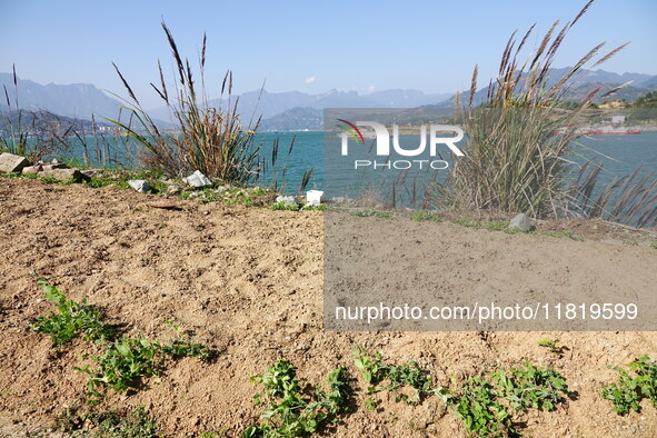 Crops grow on the sandified land after treatment at the Three Gorges Reservoir area in Yichang, Hubei province, China, on November 28, 2024....