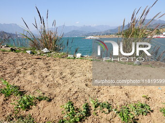 Crops grow on the sandified land after treatment at the Three Gorges Reservoir area in Yichang, Hubei province, China, on November 28, 2024....