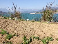 Crops grow on the sandified land after treatment at the Three Gorges Reservoir area in Yichang, Hubei province, China, on November 28, 2024....