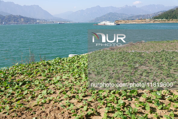 Crops grow on the sandified land after treatment at the Three Gorges Reservoir area in Yichang, Hubei province, China, on November 28, 2024....