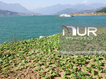 Crops grow on the sandified land after treatment at the Three Gorges Reservoir area in Yichang, Hubei province, China, on November 28, 2024....