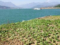 Crops grow on the sandified land after treatment at the Three Gorges Reservoir area in Yichang, Hubei province, China, on November 28, 2024....