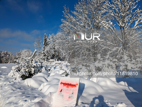 A Christmas tree sales stand is snowed in Gauting, Germany, on December 3, 2023. 