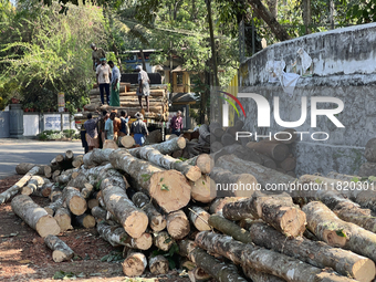 Workers load logs from rubber trees onto a truck to transport them to a mill to be made into plywood in Pathanapuram, Kollam, Kerala, India,...