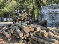 Workers load logs from rubber trees onto a truck to transport them to a mill to be made into plywood in Pathanapuram, Kollam, Kerala, India,...