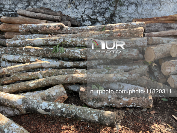 Logs from rubber trees wait to be loaded onto a truck to be transported to a mill and made into plywood in Pathanapuram, Kollam, Kerala, Ind...