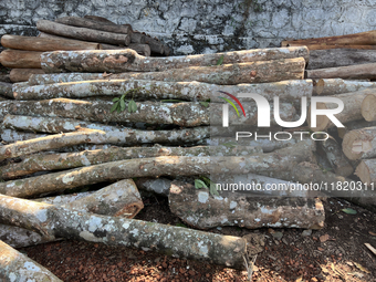 Logs from rubber trees wait to be loaded onto a truck to be transported to a mill and made into plywood in Pathanapuram, Kollam, Kerala, Ind...