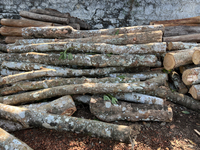 Logs from rubber trees wait to be loaded onto a truck to be transported to a mill and made into plywood in Pathanapuram, Kollam, Kerala, Ind...