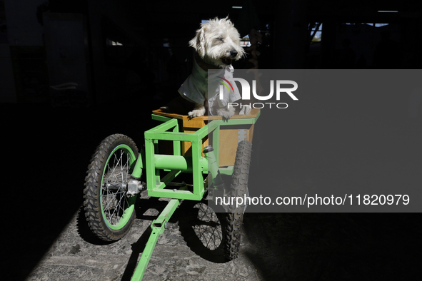 Salmy, a rescued dog of approximately 7 years of age, and Juana Villada Martinez, a food chemist who graduates from the National Autonomous...