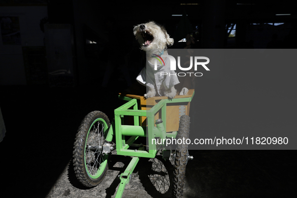 Salmy, a rescued dog of approximately 7 years of age, and Juana Villada Martinez, a food chemist who graduates from the National Autonomous...