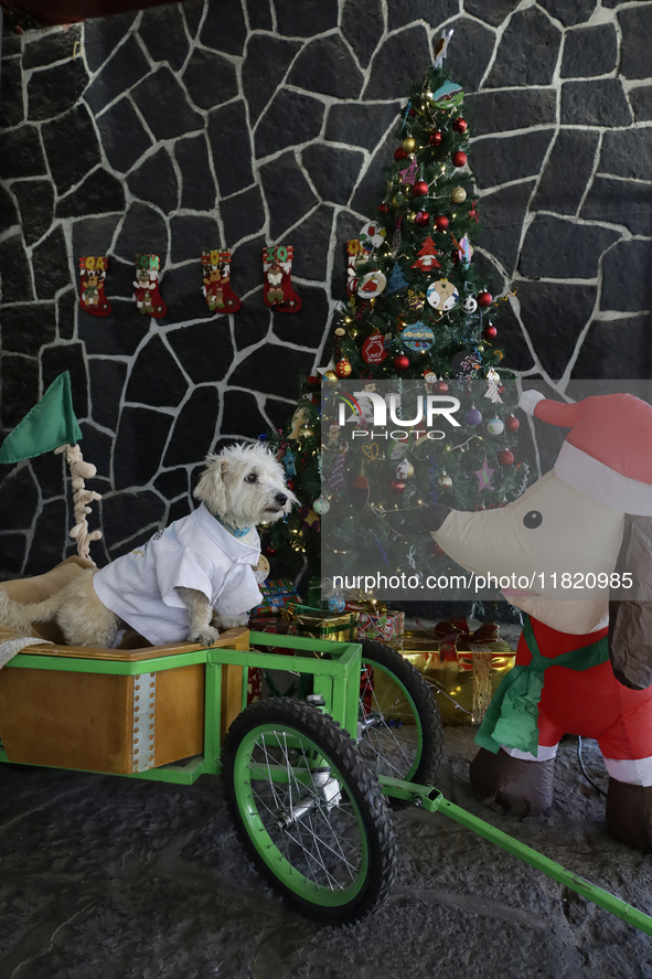 Salmy, a rescued dog of approximately 7 years of age, and Juana Villada Martinez, a food chemist who graduates from the National Autonomous...