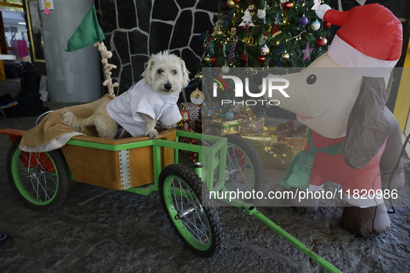 Salmy, a rescued dog of approximately 7 years of age, and Juana Villada Martinez, a food chemist who graduates from the National Autonomous...