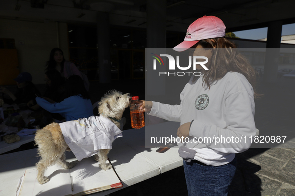 Salmy, a rescued dog of approximately 7 years of age, receives recycled cooking oil from Juana Villada Martinez, a food chemist who graduate...