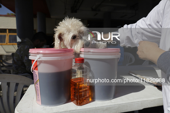 Salmy, a rescued dog of approximately 7 years of age, receives recycled cooking oil from Juana Villada Martinez, a food chemist who graduate...