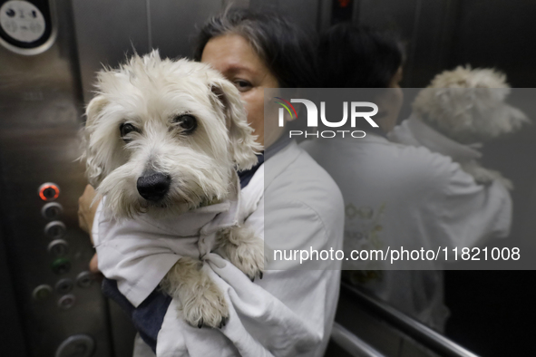 Salmy, a rescued dog of approximately 7 years of age, and Juana Villada Martinez, a food chemist who graduates from the National Autonomous...