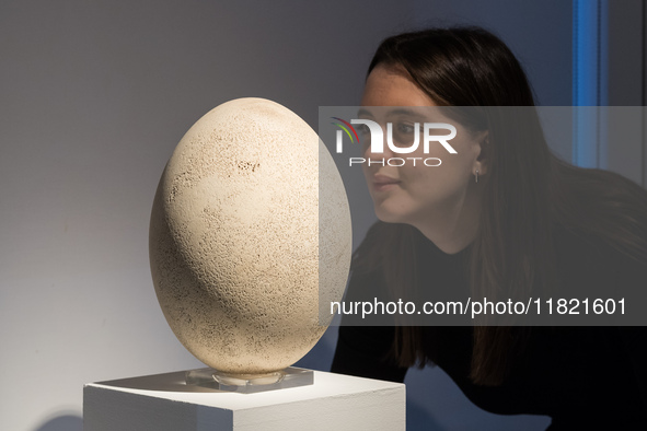 LONDON, UNITED KINGDOM - NOVEMBER 29, 2024: A staff member looks at large Elephant Bird Egg, pre-17th century Madagascar (estimate GBP30,000...