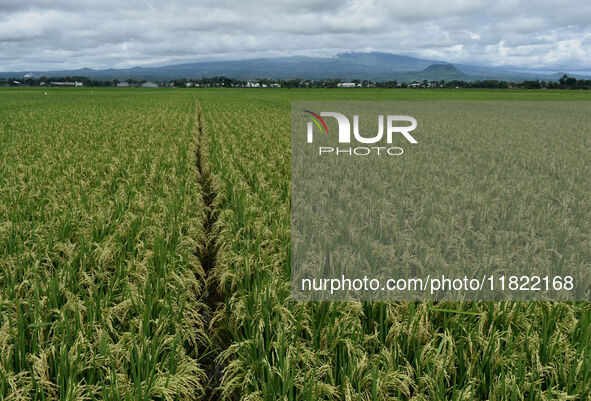 The agricultural area contains 70-day-old rice plants in Gelanggang village, Malang, East Java, Indonesia, on November 30, 2024. 