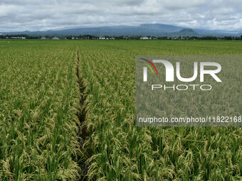 The agricultural area contains 70-day-old rice plants in Gelanggang village, Malang, East Java, Indonesia, on November 30, 2024. (