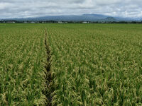 The agricultural area contains 70-day-old rice plants in Gelanggang village, Malang, East Java, Indonesia, on November 30, 2024. (