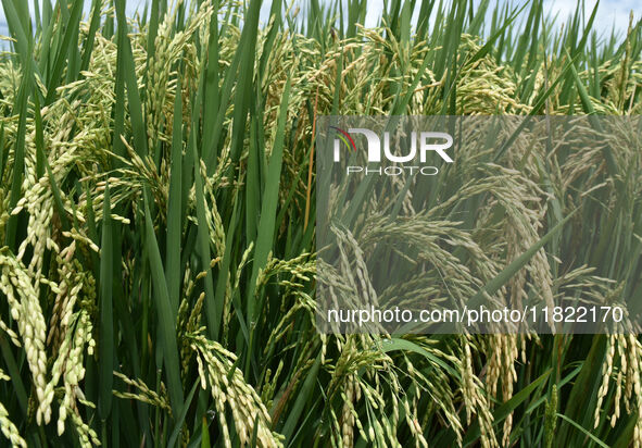 The agricultural area contains 70-day-old rice plants in Gelanggang village, Malang, East Java, Indonesia, on November 30, 2024. 