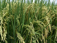 The agricultural area contains 70-day-old rice plants in Gelanggang village, Malang, East Java, Indonesia, on November 30, 2024. (