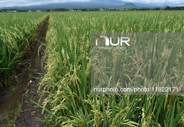 The agricultural area contains 70-day-old rice plants in Gelanggang village, Malang, East Java, Indonesia, on November 30, 2024. 