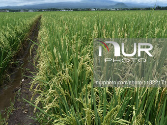 The agricultural area contains 70-day-old rice plants in Gelanggang village, Malang, East Java, Indonesia, on November 30, 2024. (