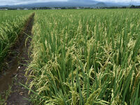 The agricultural area contains 70-day-old rice plants in Gelanggang village, Malang, East Java, Indonesia, on November 30, 2024. (