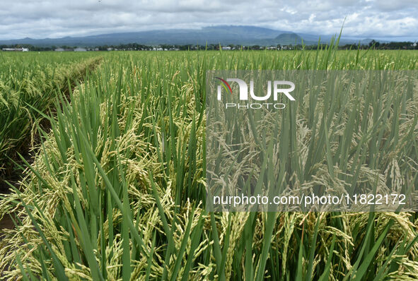 The agricultural area contains 70-day-old rice plants in Gelanggang village, Malang, East Java, Indonesia, on November 30, 2024. 