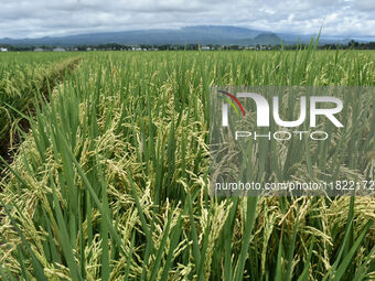 The agricultural area contains 70-day-old rice plants in Gelanggang village, Malang, East Java, Indonesia, on November 30, 2024. (