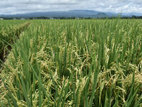 The agricultural area contains 70-day-old rice plants in Gelanggang village, Malang, East Java, Indonesia, on November 30, 2024. (