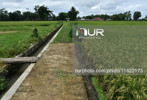 The agricultural area contains 70-day-old rice plants in Gelanggang village, Malang, East Java, Indonesia, on November 30, 2024. 