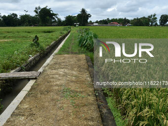 The agricultural area contains 70-day-old rice plants in Gelanggang village, Malang, East Java, Indonesia, on November 30, 2024. (