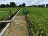 The agricultural area contains 70-day-old rice plants in Gelanggang village, Malang, East Java, Indonesia, on November 30, 2024. (