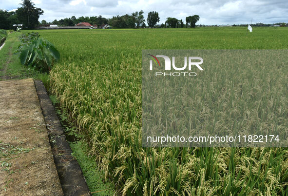 The agricultural area contains 70-day-old rice plants in Gelanggang village, Malang, East Java, Indonesia, on November 30, 2024. 