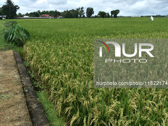 The agricultural area contains 70-day-old rice plants in Gelanggang village, Malang, East Java, Indonesia, on November 30, 2024. (